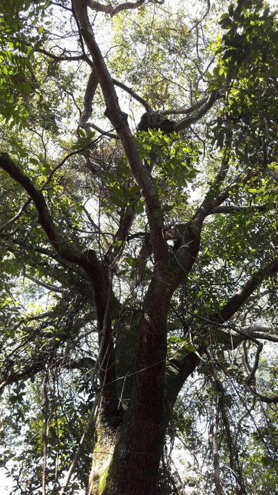 Copaifera langsdorffii, photographed by Douglas