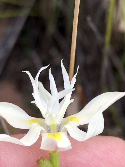 Moraea viscaria, photographed by Dave U