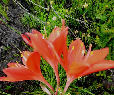 Cyrtanthus elatus, photographed by Di Turner