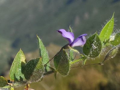 Psoralea monophylla, photographed by Chris Vynbos