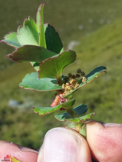 Cliffortia ovalis, photographed by Chris Vynbos