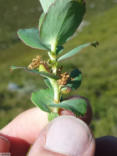 Cliffortia ovalis, photographed by Chris Vynbos