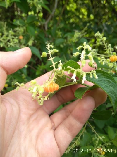 Hoslundia opposita, photographed by Seth Musker