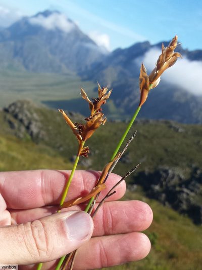 Elegia juncea, photographed by Chris Vynbos