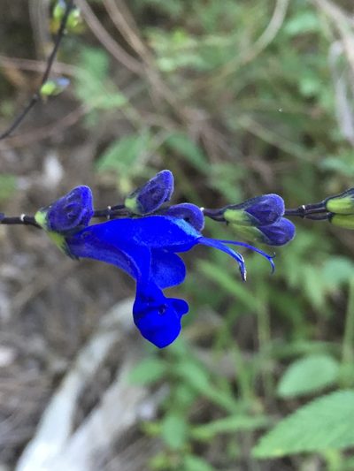 Salvia sagittata, photographed by Diego F. Cisneros-Heredia