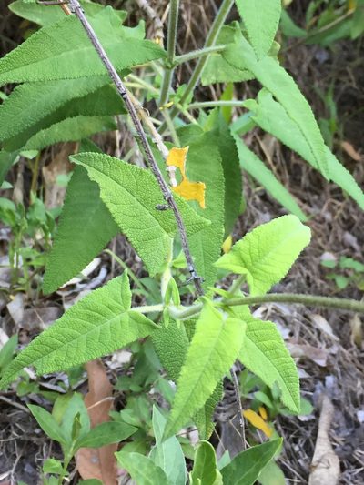 Salvia sagittata, photographed by Diego F. Cisneros-Heredia