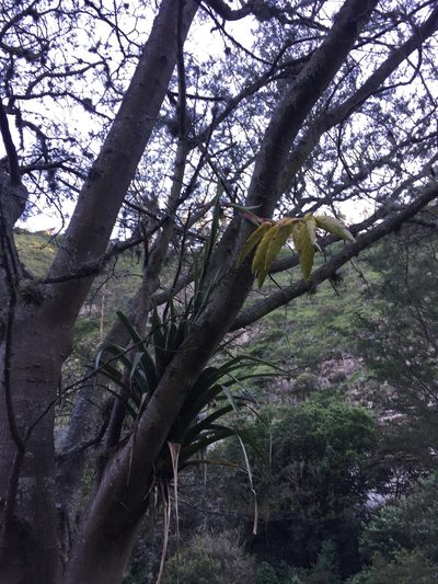 Tillandsia lajensis, photographed by Diego F. Cisneros-Heredia