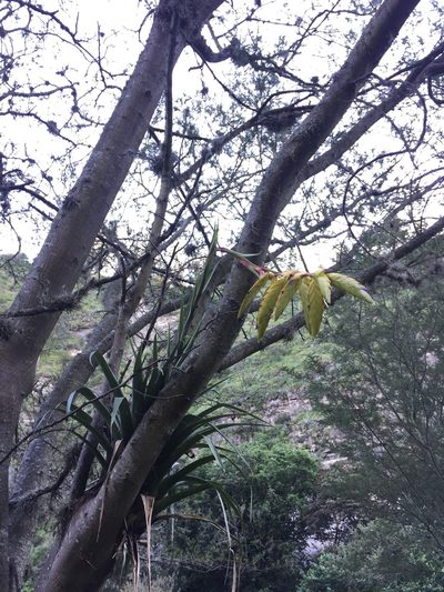 Tillandsia lajensis, photographed by Diego F. Cisneros-Heredia