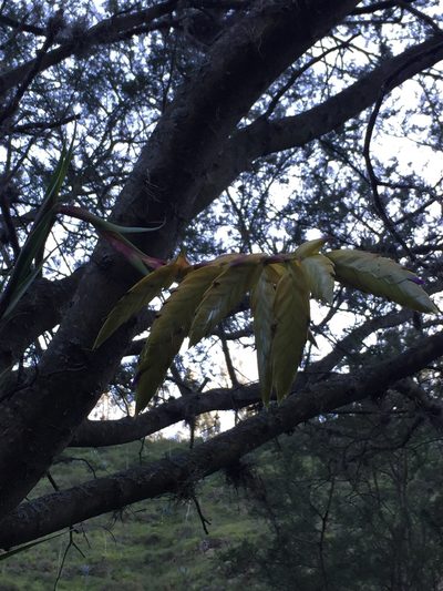 Tillandsia lajensis, photographed by Diego F. Cisneros-Heredia