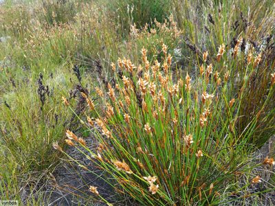 Elegia juncea, photographed by Chris Vynbos