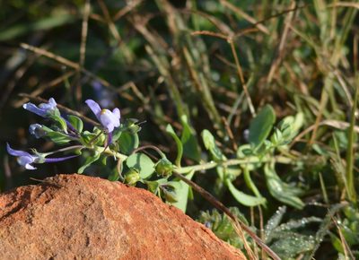 Linaria reflexa, photographed by Karim Haddad