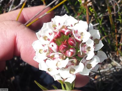 Ceratandra globosa, photographed by Chris Vynbos