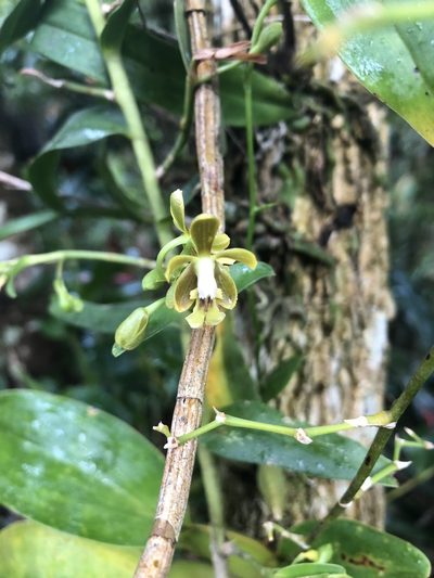 Epidendrum exasperatum, photographed by Geoff Shuetrim