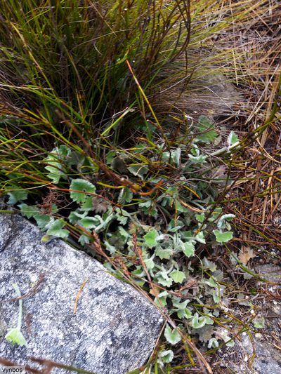 Centella flexuosa, photographed by Chris Vynbos