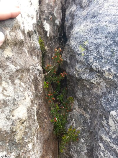 Erica obtusata, photographed by Chris Vynbos