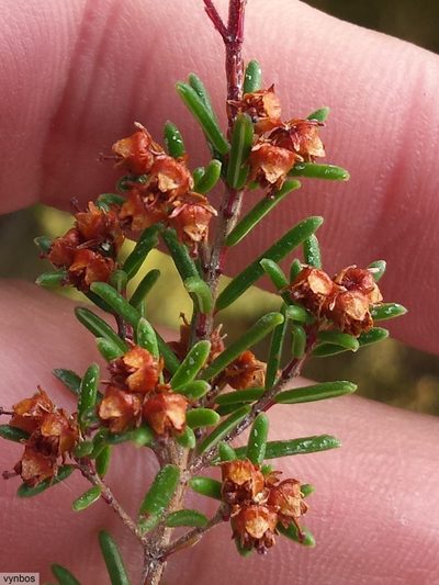 Erica obtusata, photographed by Chris Vynbos