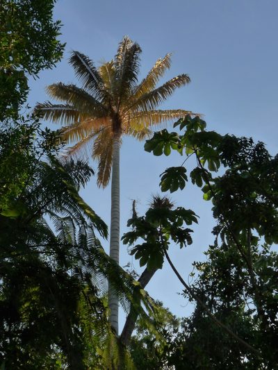 Ceroxylon alpinum, photographed by Oscar Marín