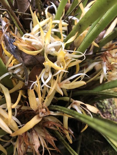 Maxillaria endresii, photographed by Geoff Shuetrim
