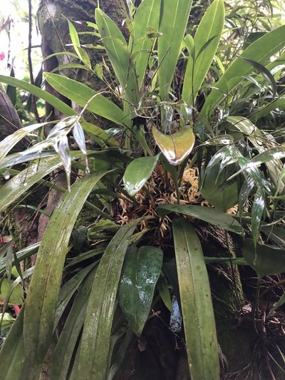 Maxillaria endresii, photographed by Geoff Shuetrim