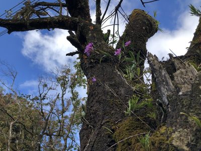 Epidendrum centropetalum, photographed by Geoff Shuetrim