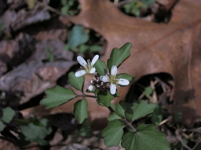 Cardamine flagellifera, photographed by Evan M. Raskin