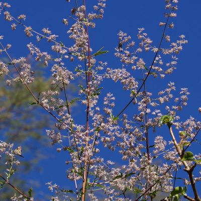 Condea decipiens, photographed by Bill Levine