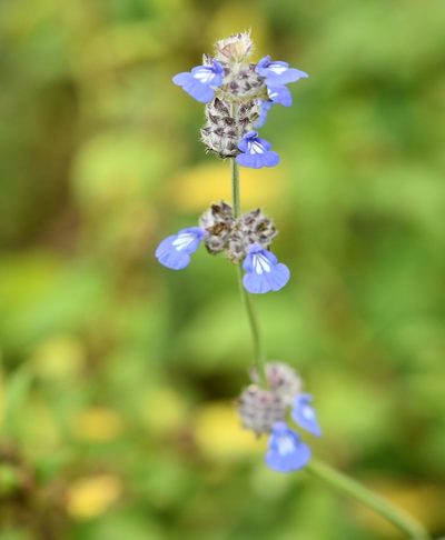 Salvia lasiocephala, photographed by adel-fridus