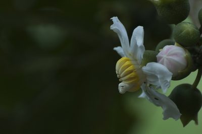 Bellucia pentamera, photographed by Oscar Marín