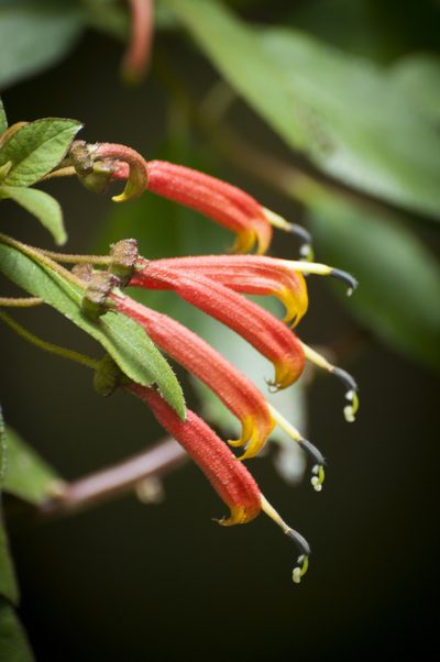 Centropogon ferrugineus, photographed by Oscar Marín