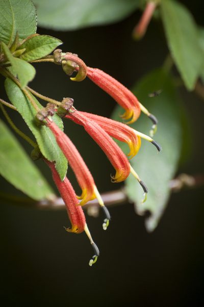 Centropogon ferrugineus, photographed by Oscar Marín