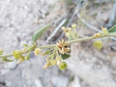 Horsfordia newberryi, photographed by Bob Miller