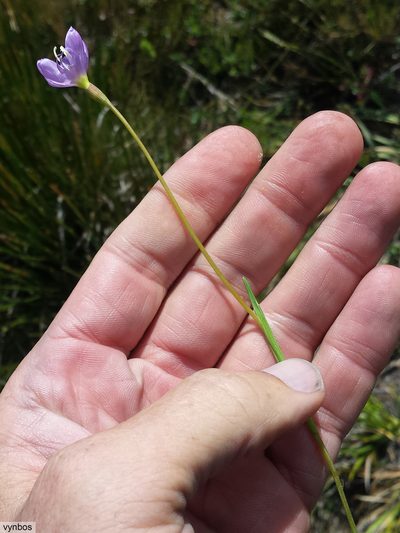 Geissorhiza ramosa, photographed by Chris Vynbos