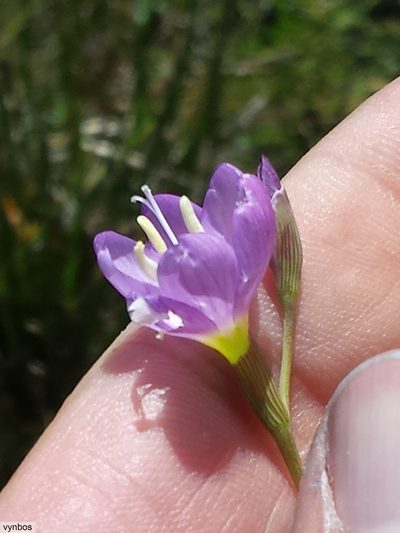 Geissorhiza ramosa, photographed by Chris Vynbos