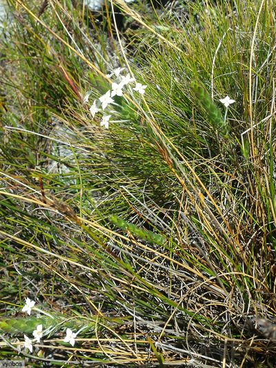 Struthiola martiana, photographed by Chris Vynbos