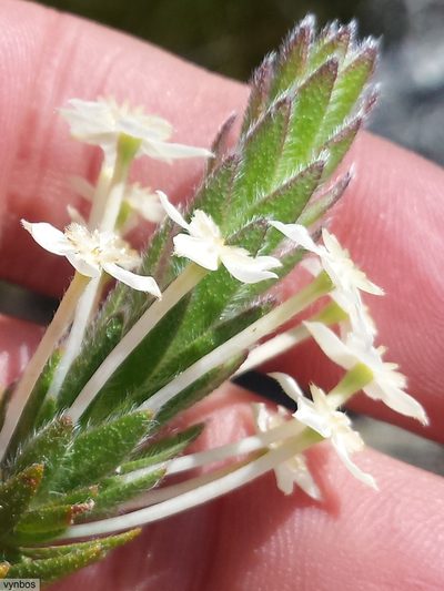 Struthiola martiana, photographed by Chris Vynbos