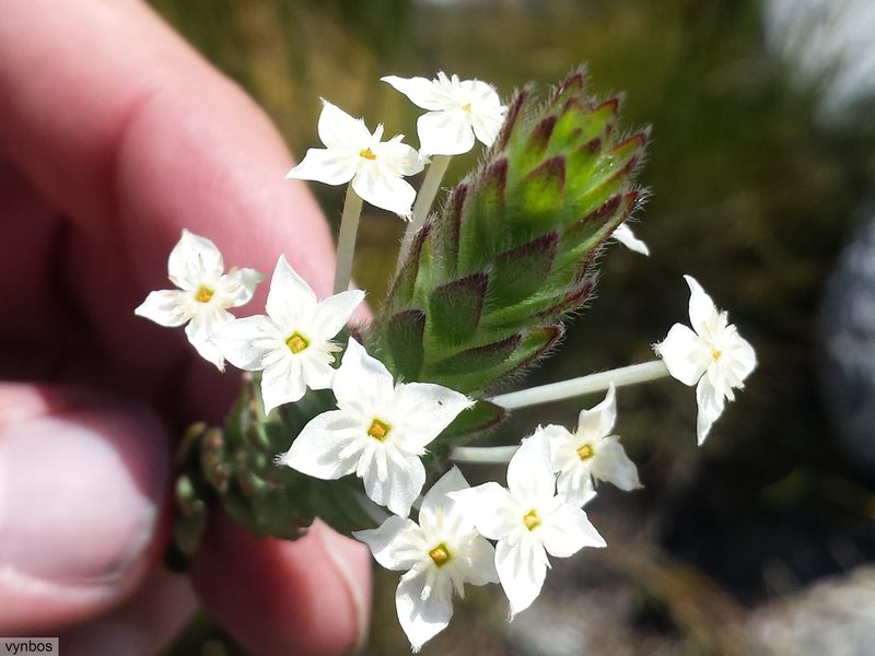 Struthiola martiana, photographed by Chris Vynbos