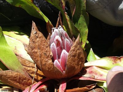 Protea caespitosa, photographed by Chris Vynbos