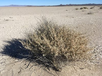 Atriplex griffithsii, photographed by Cecelia Alexander