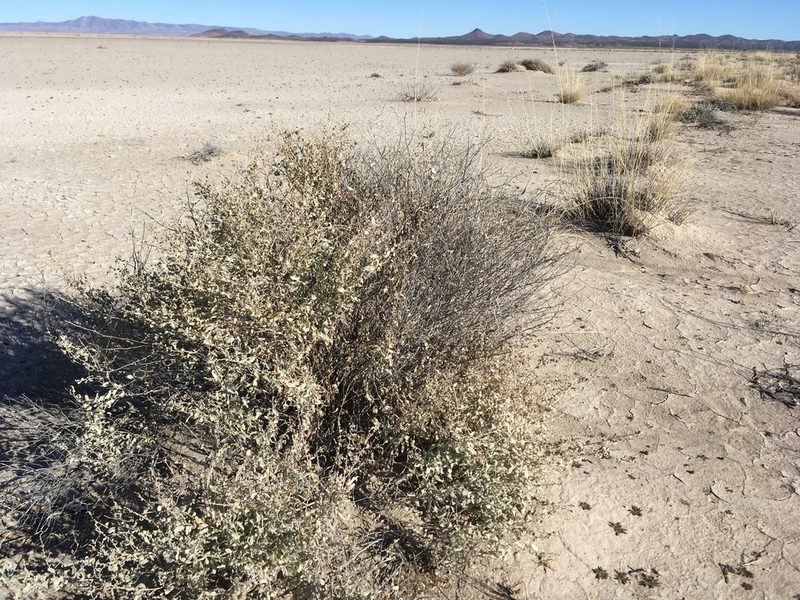 Atriplex griffithsii, photographed by Cecelia Alexander