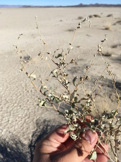 Atriplex griffithsii, photographed by Cecelia Alexander