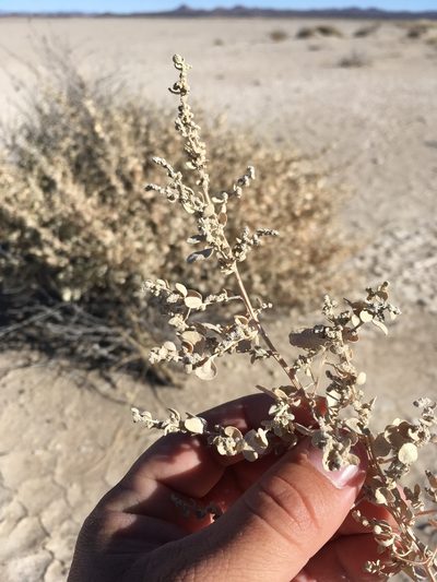 Atriplex griffithsii, photographed by Cecelia Alexander