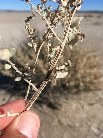 Atriplex griffithsii, photographed by Cecelia Alexander