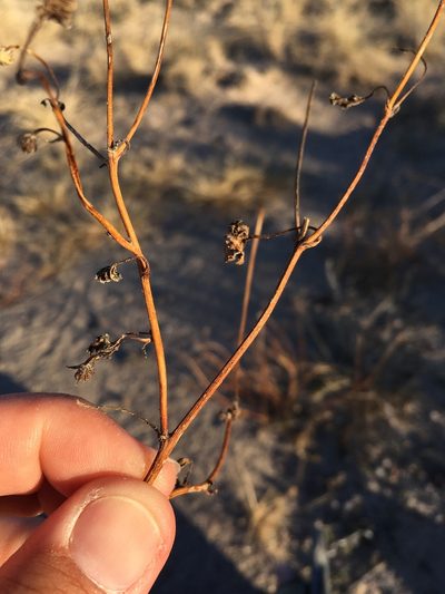 Bartlettia scaposa, photographed by Cecelia Alexander