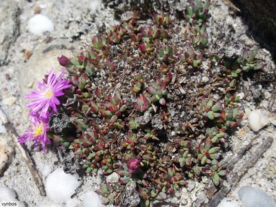 Lampranthus pocockiae, photographed by Chris Vynbos