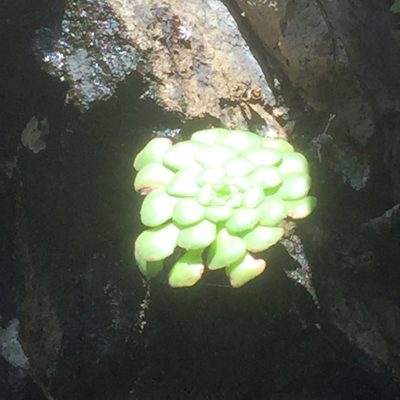 Aeonium glandulosum, photographed by Andre Hosper