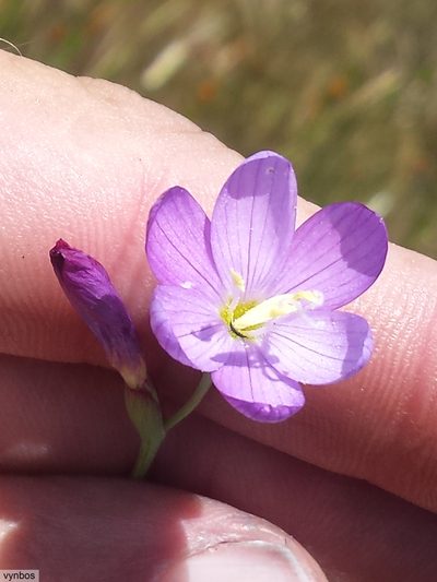 Geissorhiza ramosa, photographed by Chris Vynbos
