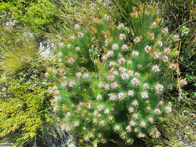 Spatalla setacea, photographed by Chris Vynbos