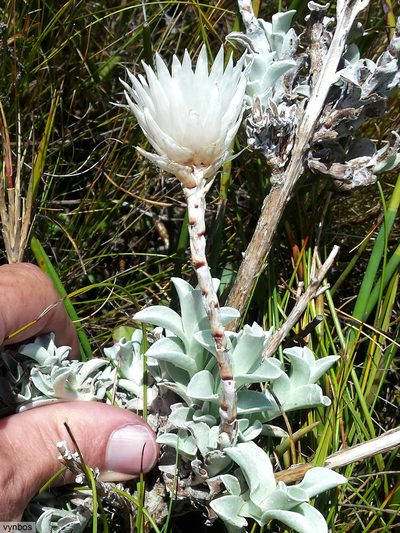 Syncarpha lepidopodium, photographed by Chris Vynbos