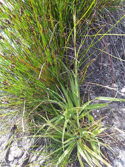 Tetraria triangularis, photographed by Chris Vynbos