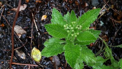 Senecio rufiglandulosus, photographed by naturewatchwidow